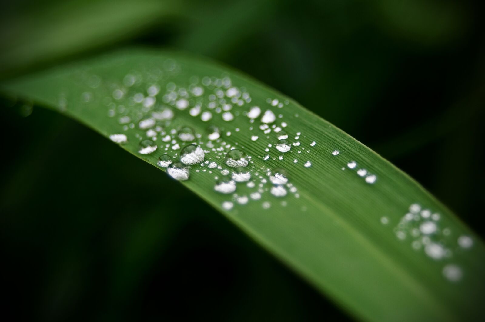 Nikon D90 sample photo. Rain, rosa, leaf photography