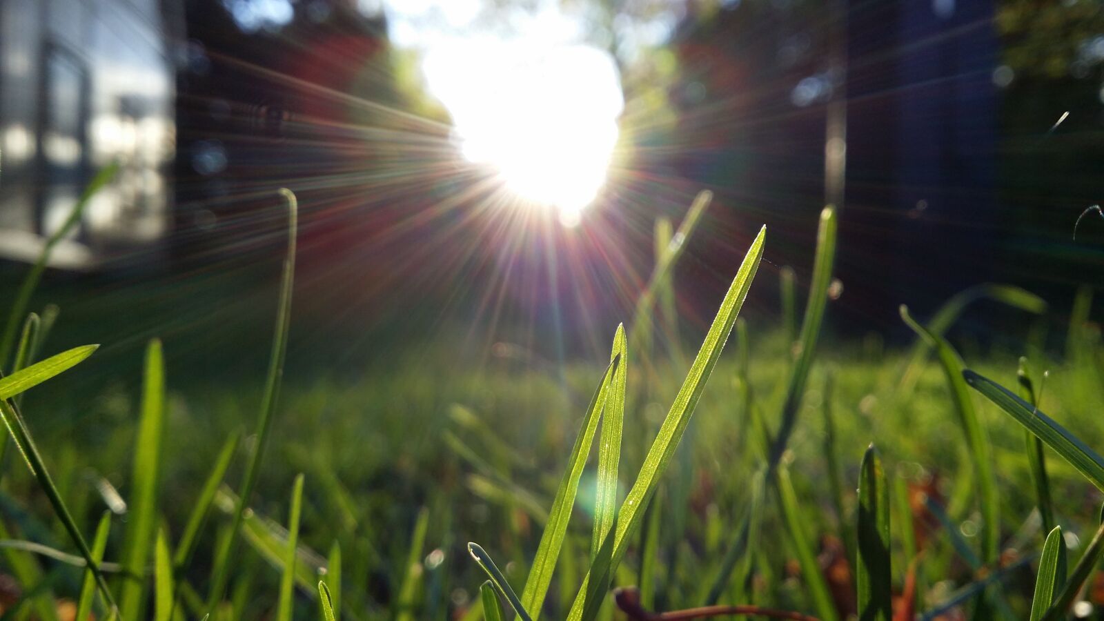 Samsung Galaxy S4 sample photo. Blade of grass, evening photography