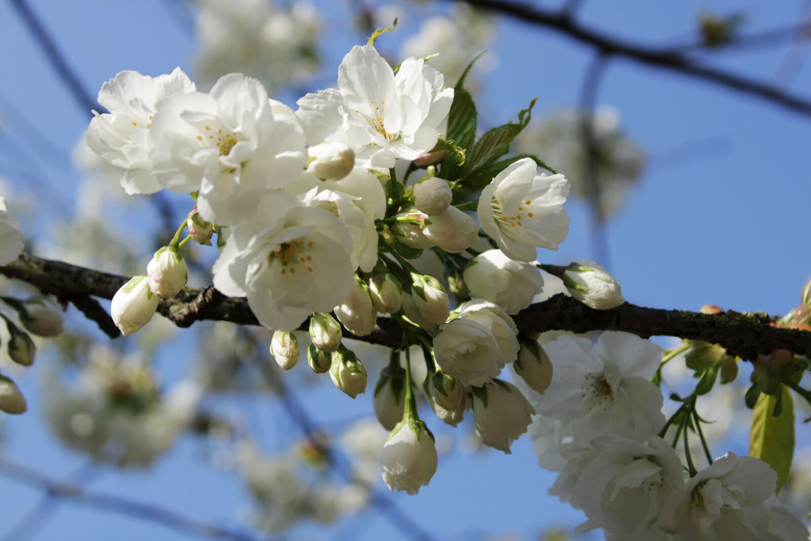 Canon EOS 2000D (EOS Rebel T7 / EOS Kiss X90 / EOS 1500D) sample photo. Japanese cherry trees, background photography