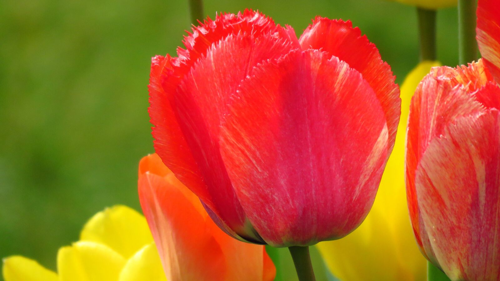 Canon PowerShot SX60 HS sample photo. Tulips, spring, color photography