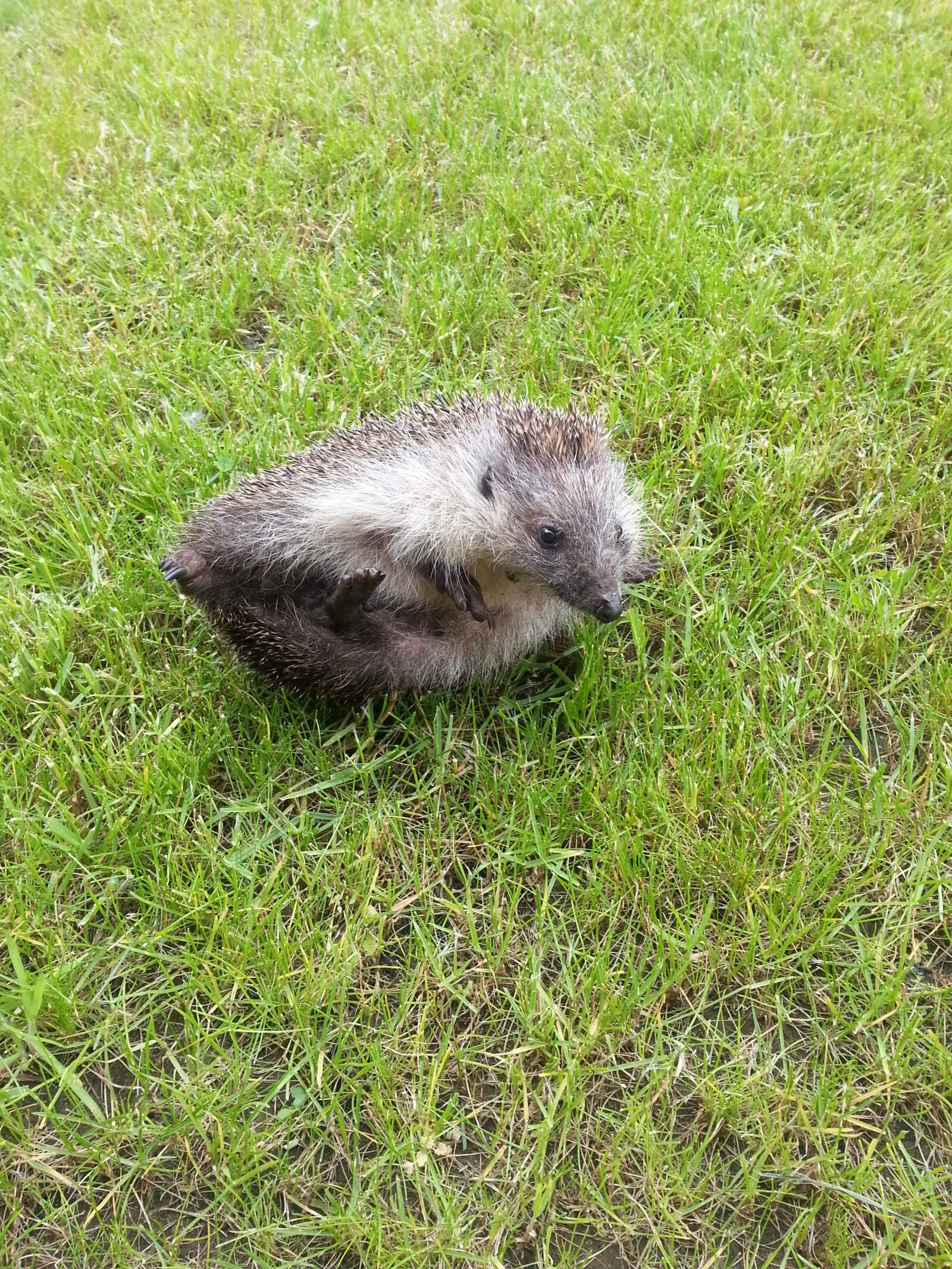 Samsung Galaxy S3 sample photo. Hedgehog, roll, turn photography