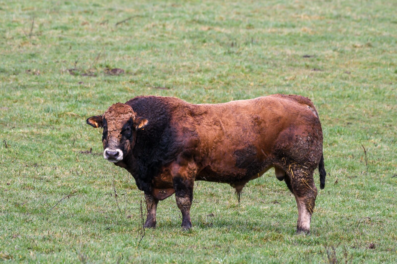 Nikon D500 sample photo. Bull, since, outdoor photography