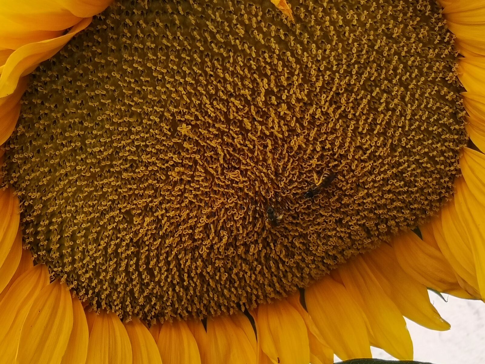 HUAWEI CLT-L09 sample photo. Sunflower, flower, yellow photography