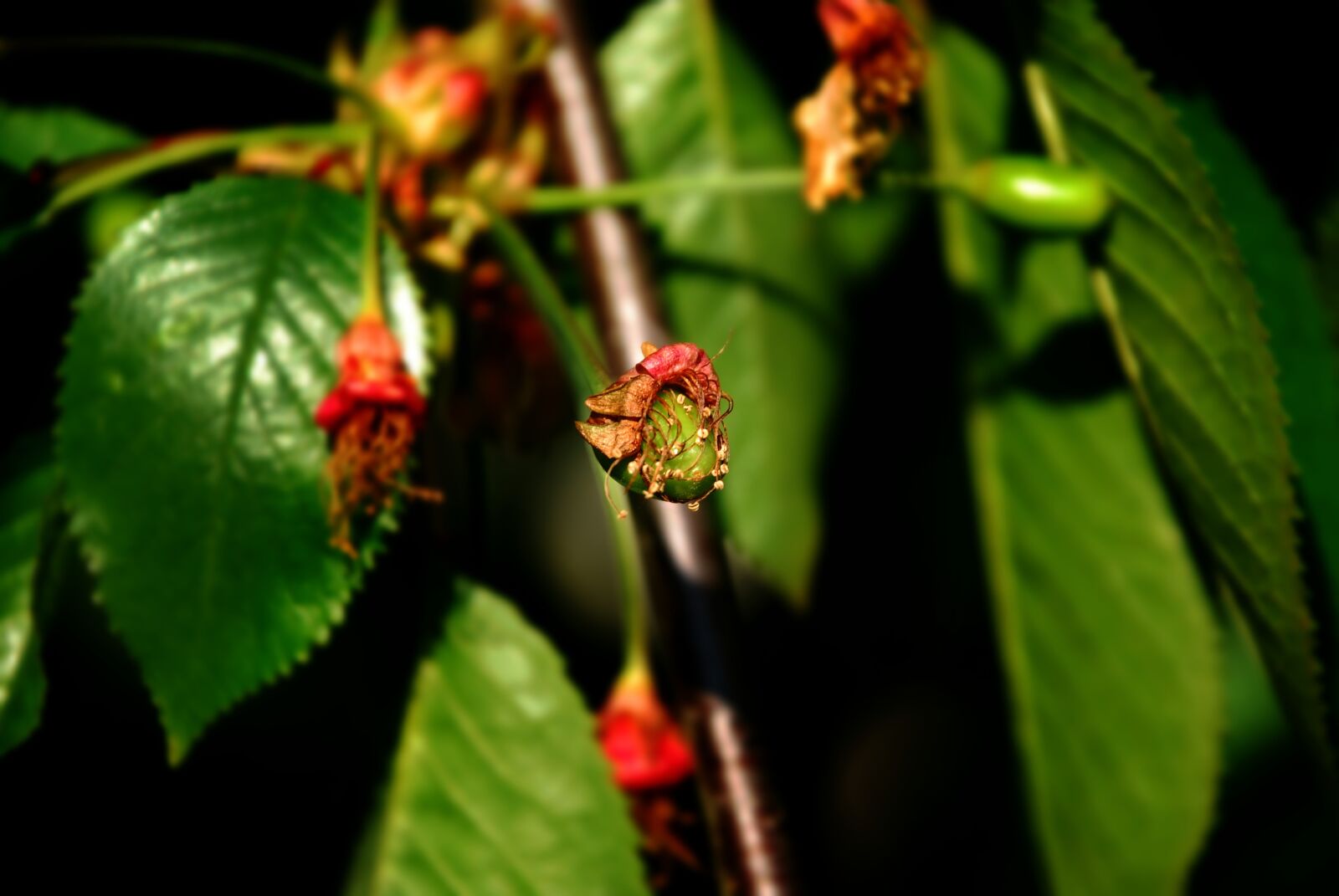 Nikon D80 sample photo. Cherry, cherry tree, tree photography
