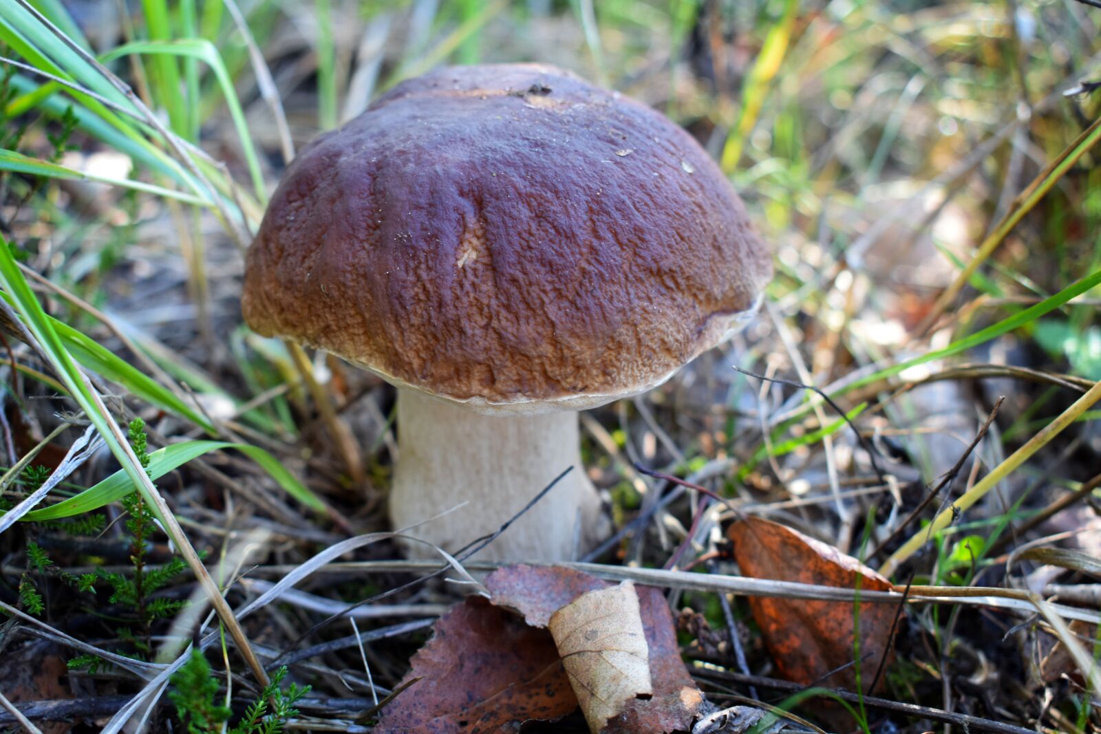 Nikon D3400 sample photo. Forest, mushrooms, nature photography
