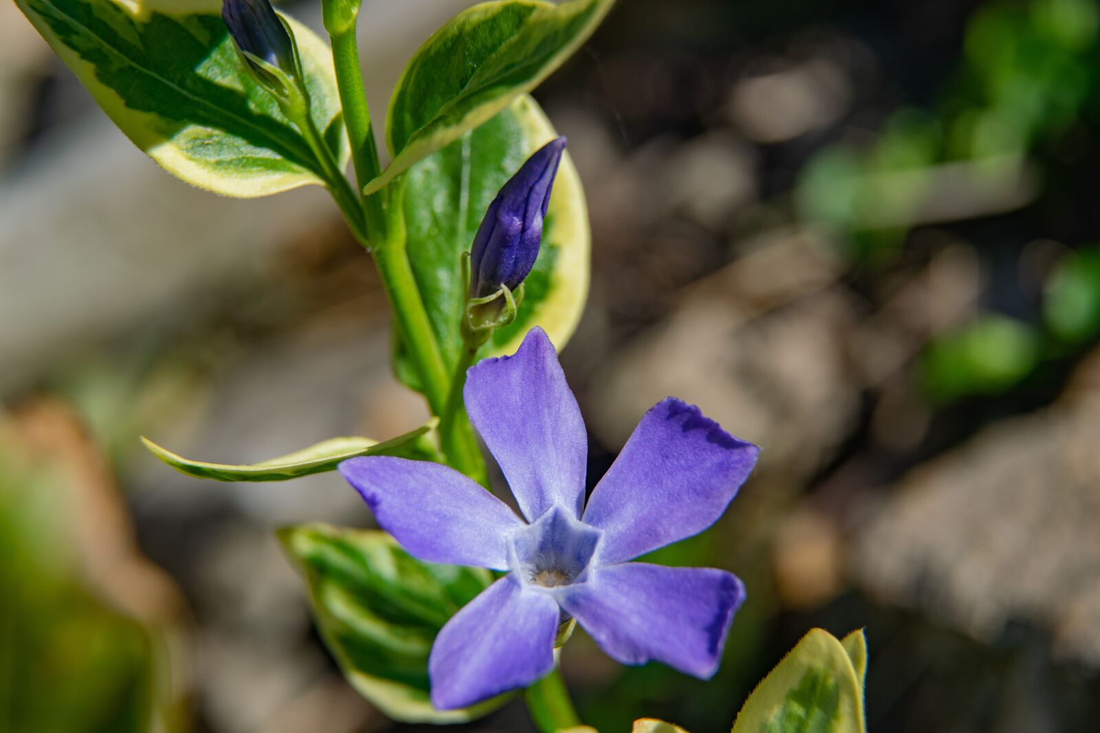 Nikon D3300 sample photo. Flower, garden, nature photography