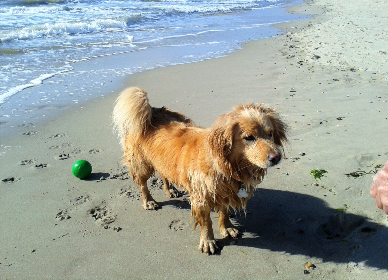 Samsung Galaxy S3 Mini sample photo. Dog, sport, water photography