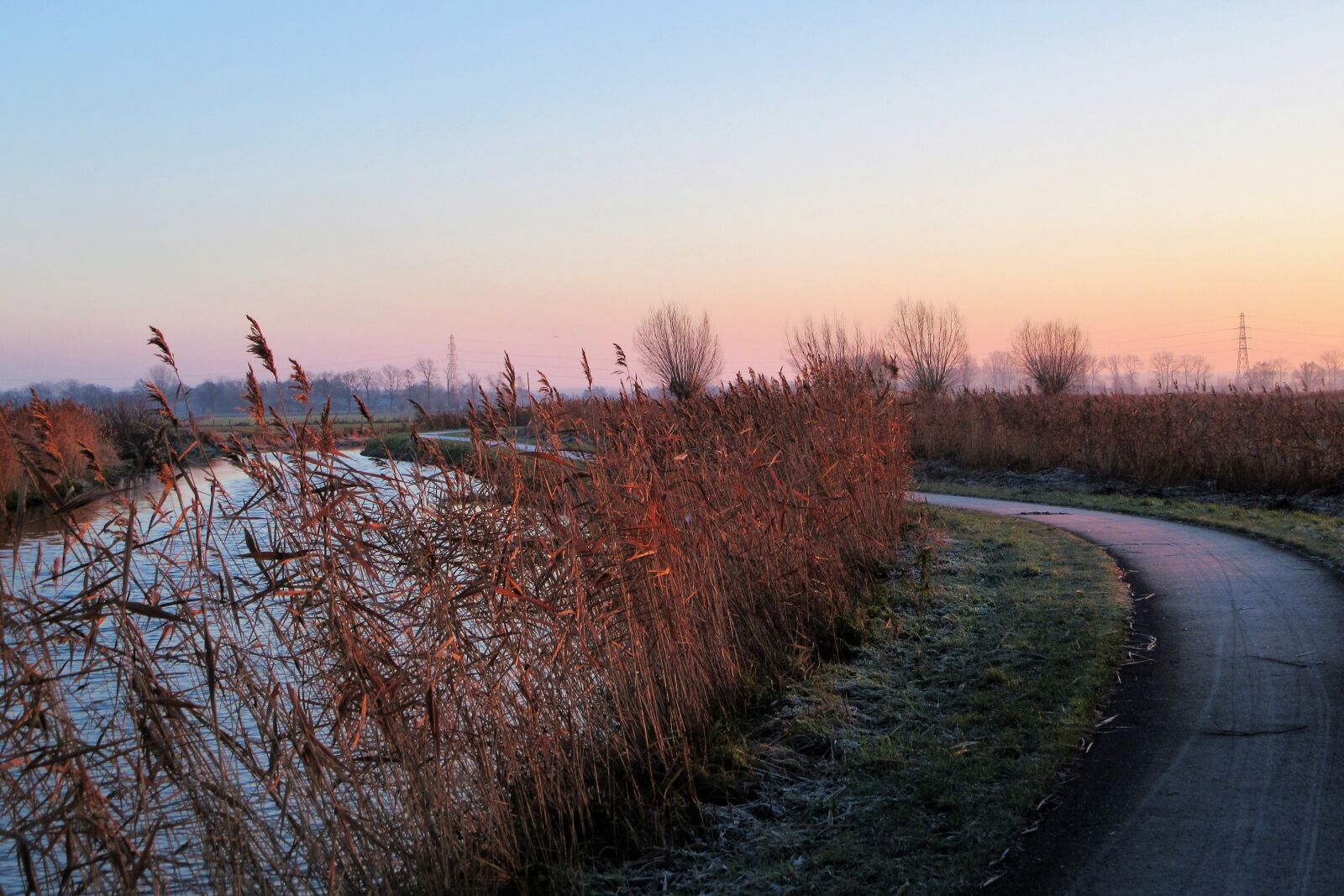 Canon PowerShot SX610 HS sample photo. Frozen, sunrise, reed photography