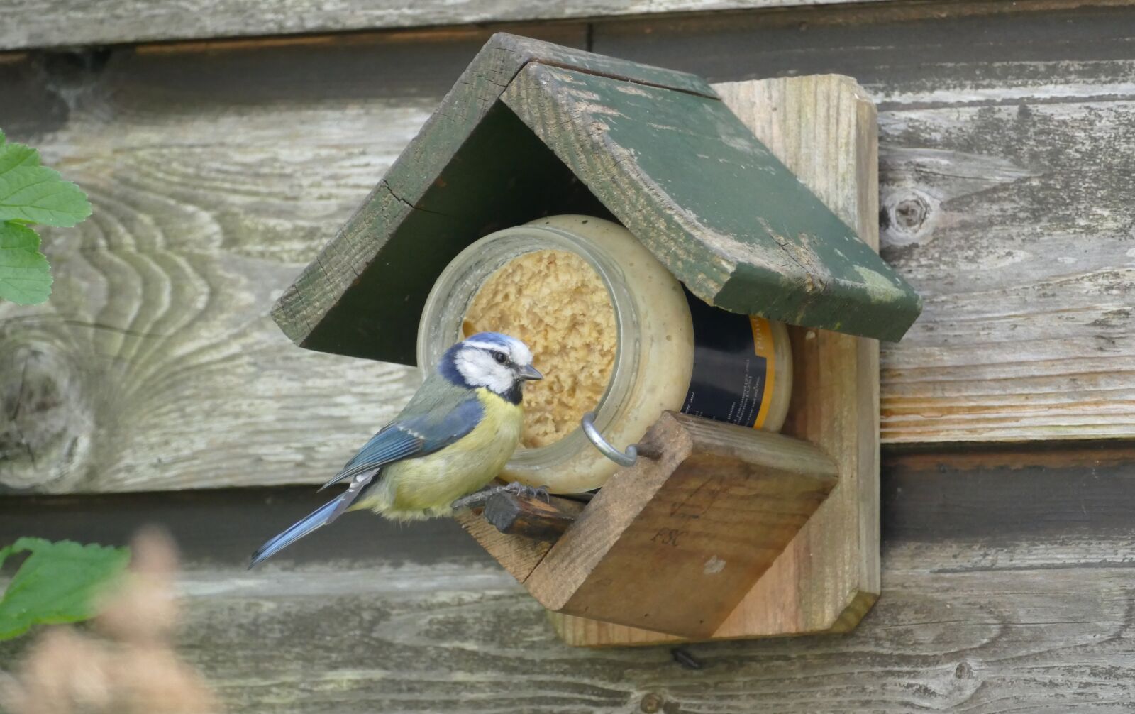 Panasonic Lumix DMC-FZ1000 sample photo. Blue tit, cyanistes caerulus photography
