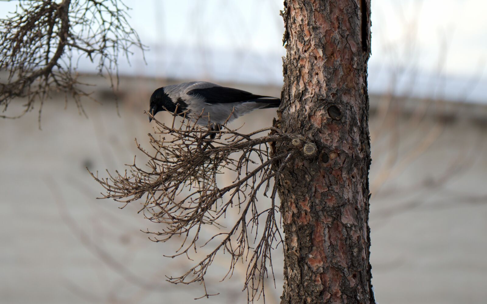 Nikon D5300 sample photo. Bird, crow, plumage photography