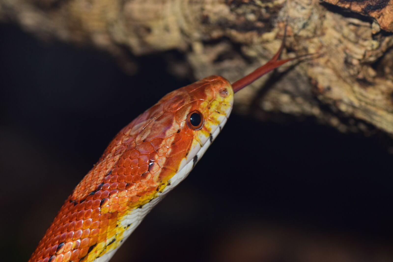 Nikon D5300 sample photo. Corn snake, snake, yellow photography