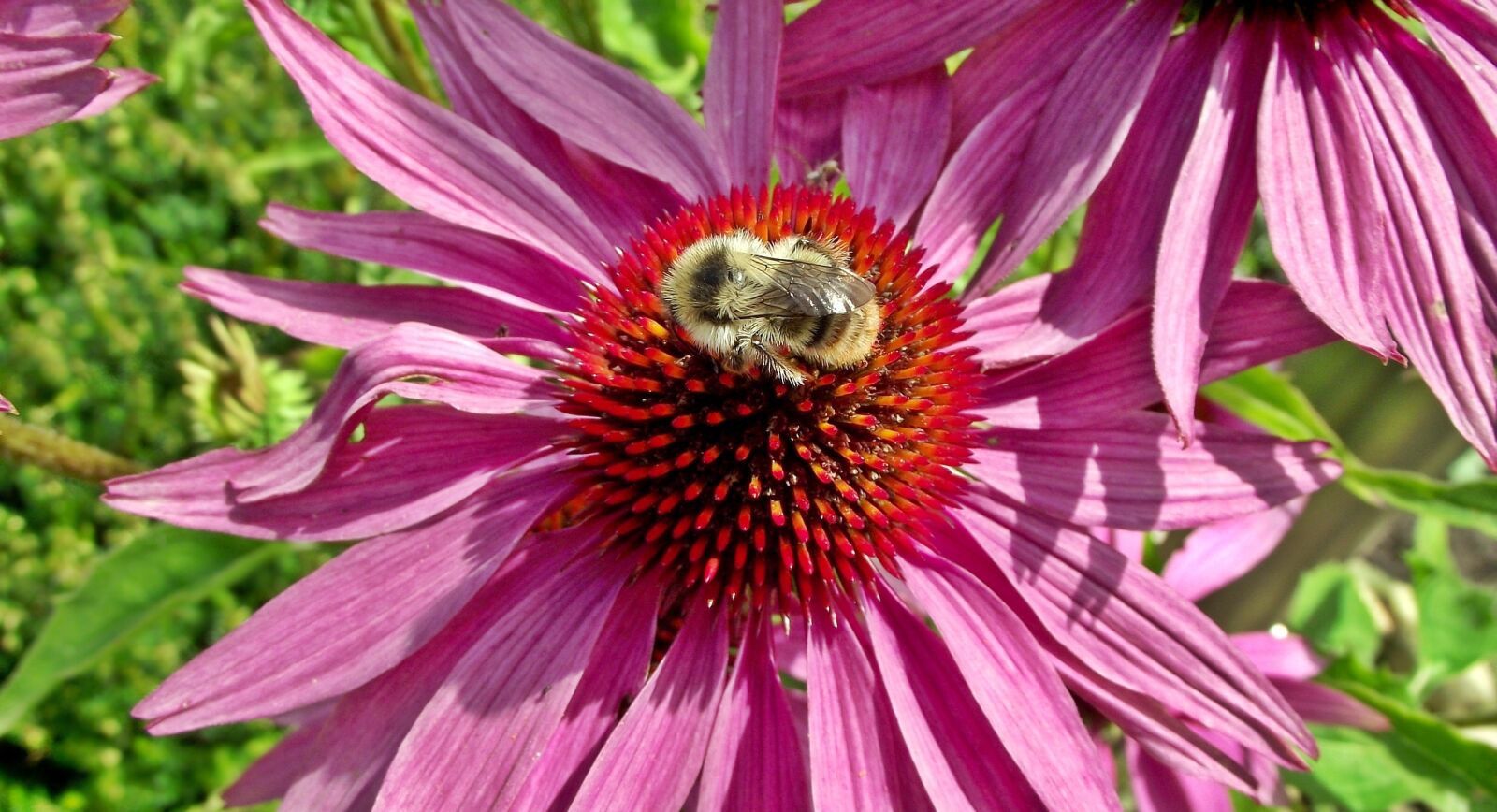FujiFilm FinePix S1600 (FinePix S1770) sample photo. Flower, echinacea purpurea, nature photography