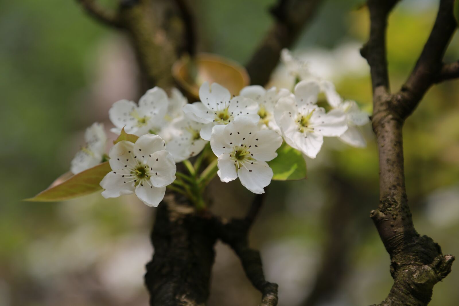 Canon EOS 6D + Canon EF 24-105mm F4L IS USM sample photo. Nature, leaf, plum photography