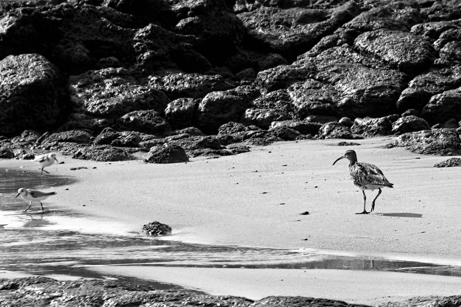 Canon EOS 350D (EOS Digital Rebel XT / EOS Kiss Digital N) sample photo. Bird, beach, holidays photography