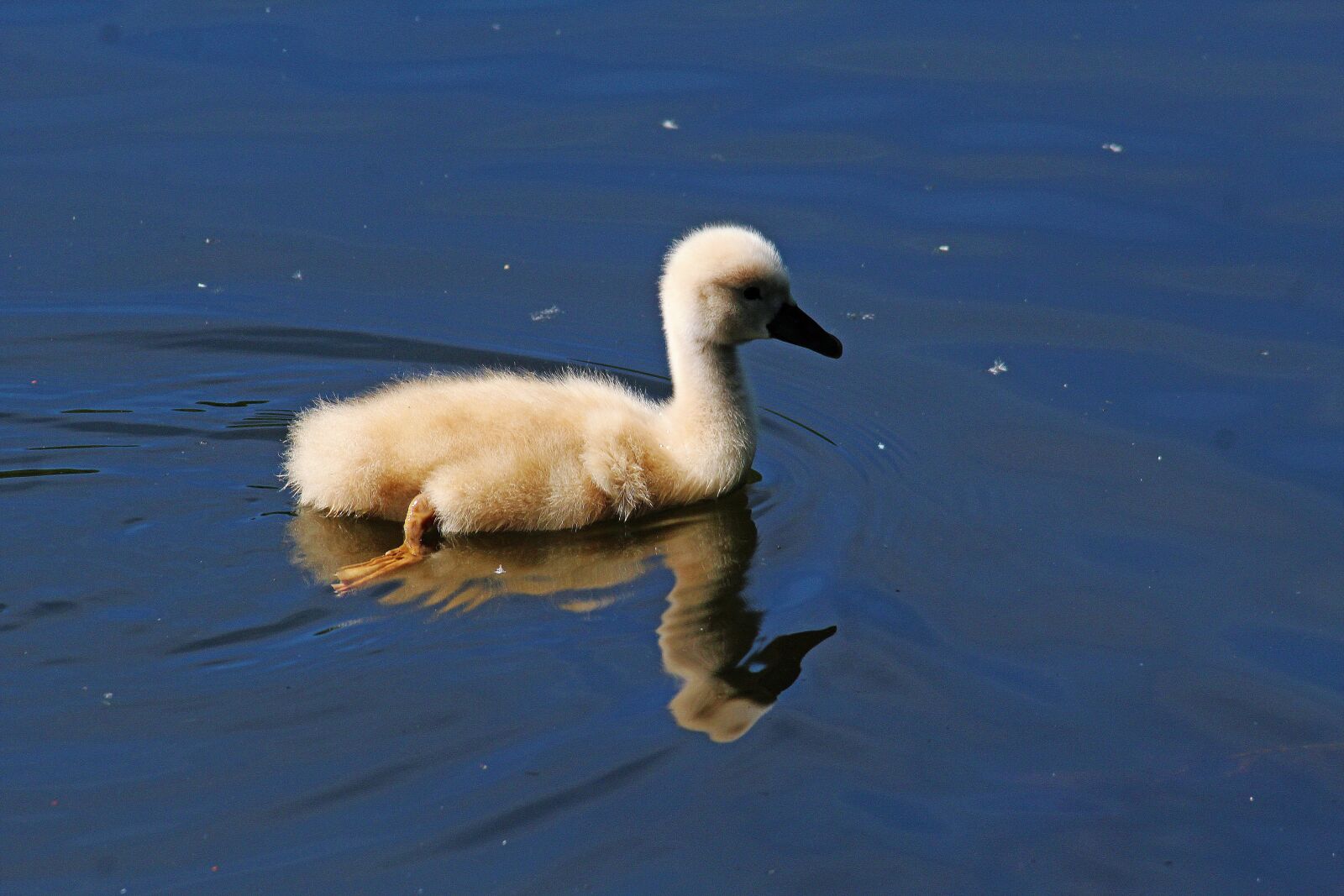 Canon EOS 1200D (EOS Rebel T5 / EOS Kiss X70 / EOS Hi) sample photo. Swan young, chicks, waterfowl photography