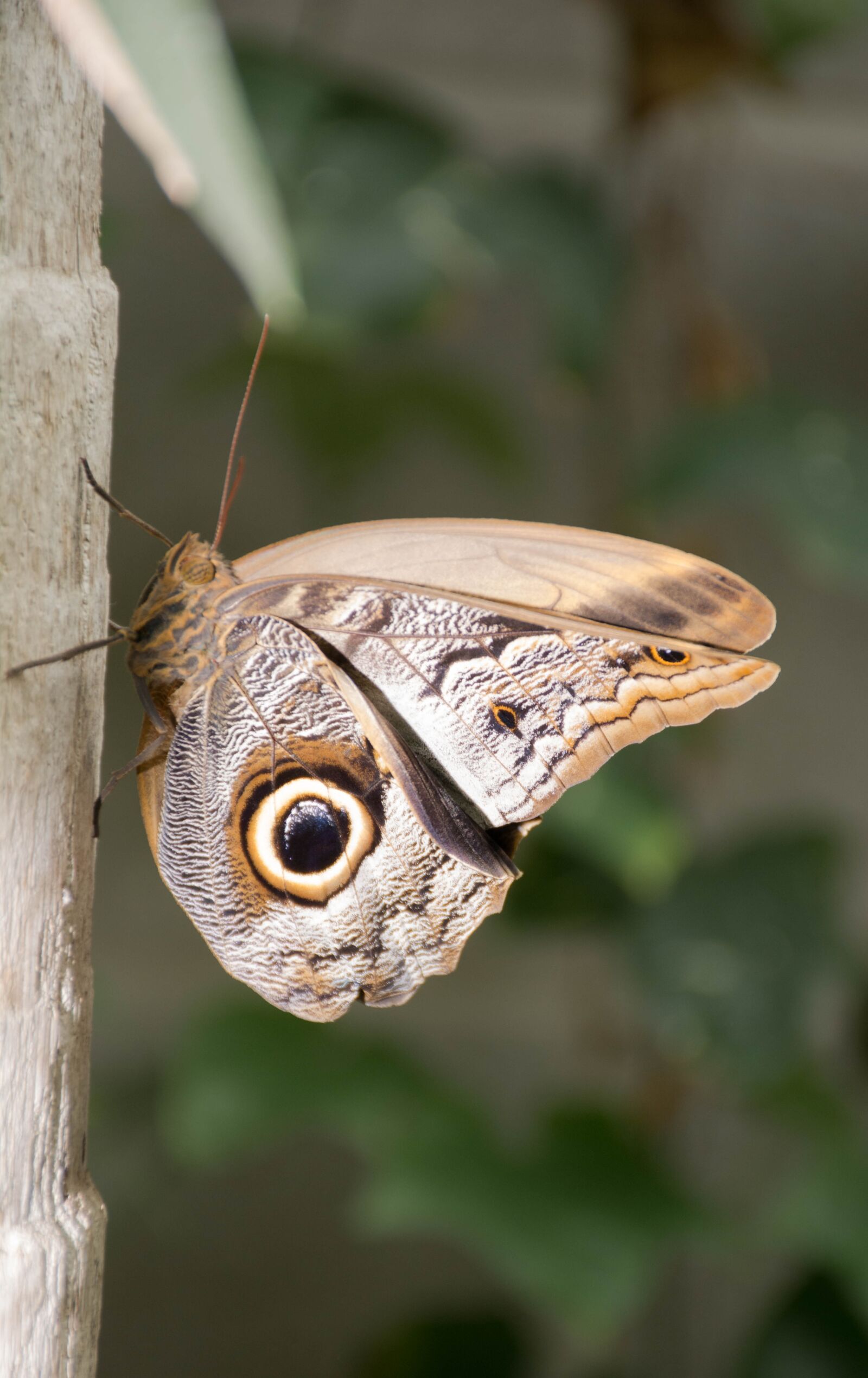 Nikon D7100 sample photo. Butterfly, nature, animals photography