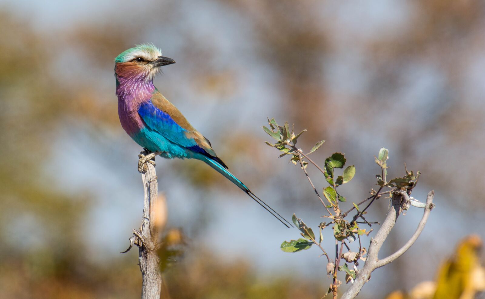 Nikon D5200 sample photo. Africa, south africa, safari photography