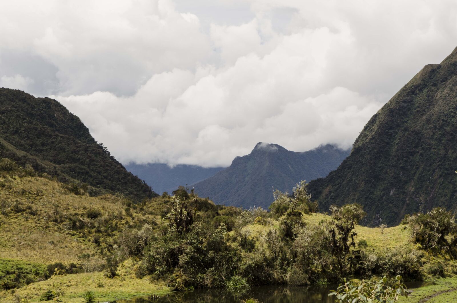 Nikon D5100 sample photo. Montane forest, peruvian biodiversity photography