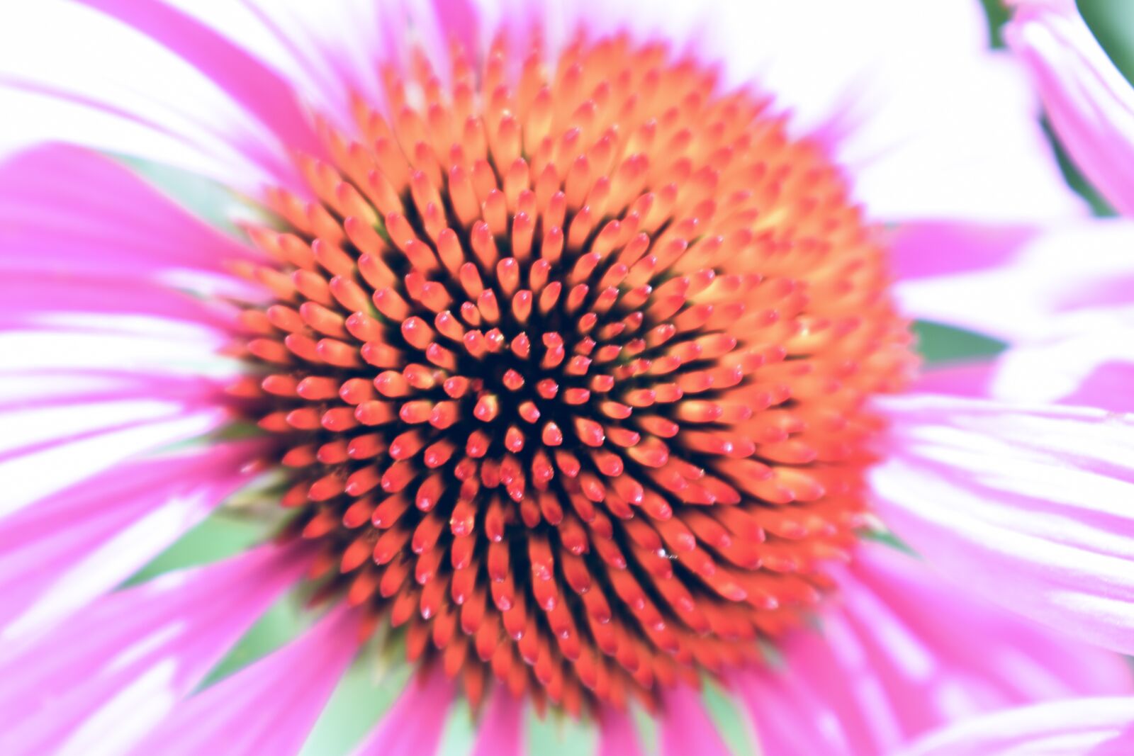 Nikon D5600 sample photo. Pink flower, bloom, garden photography