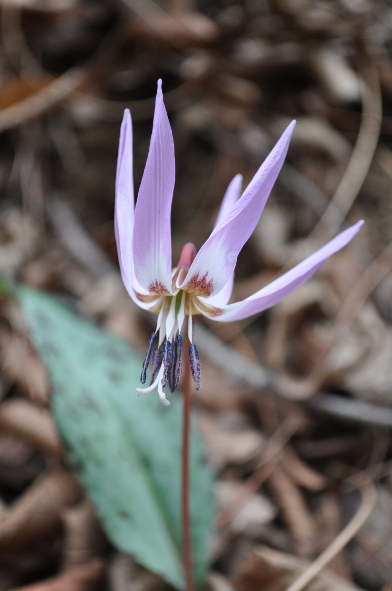 Nikon D5000 sample photo. Flowers, mountain, outdoors photography