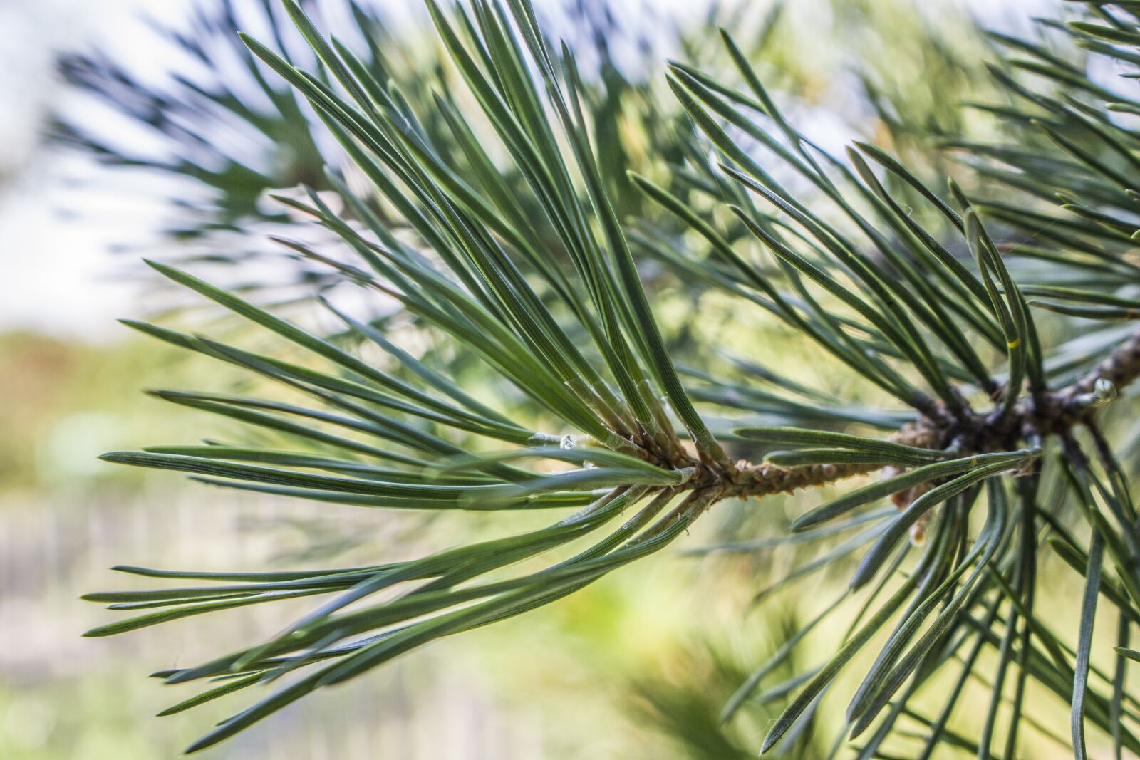 Canon EOS 750D (EOS Rebel T6i / EOS Kiss X8i) + Canon EF-S 18-55mm F3.5-5.6 IS STM sample photo. Pine, sprig, green photography