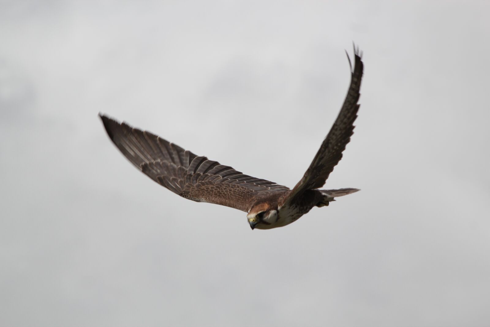 Canon EOS 550D (EOS Rebel T2i / EOS Kiss X4) sample photo. Falcon, bird, prey photography