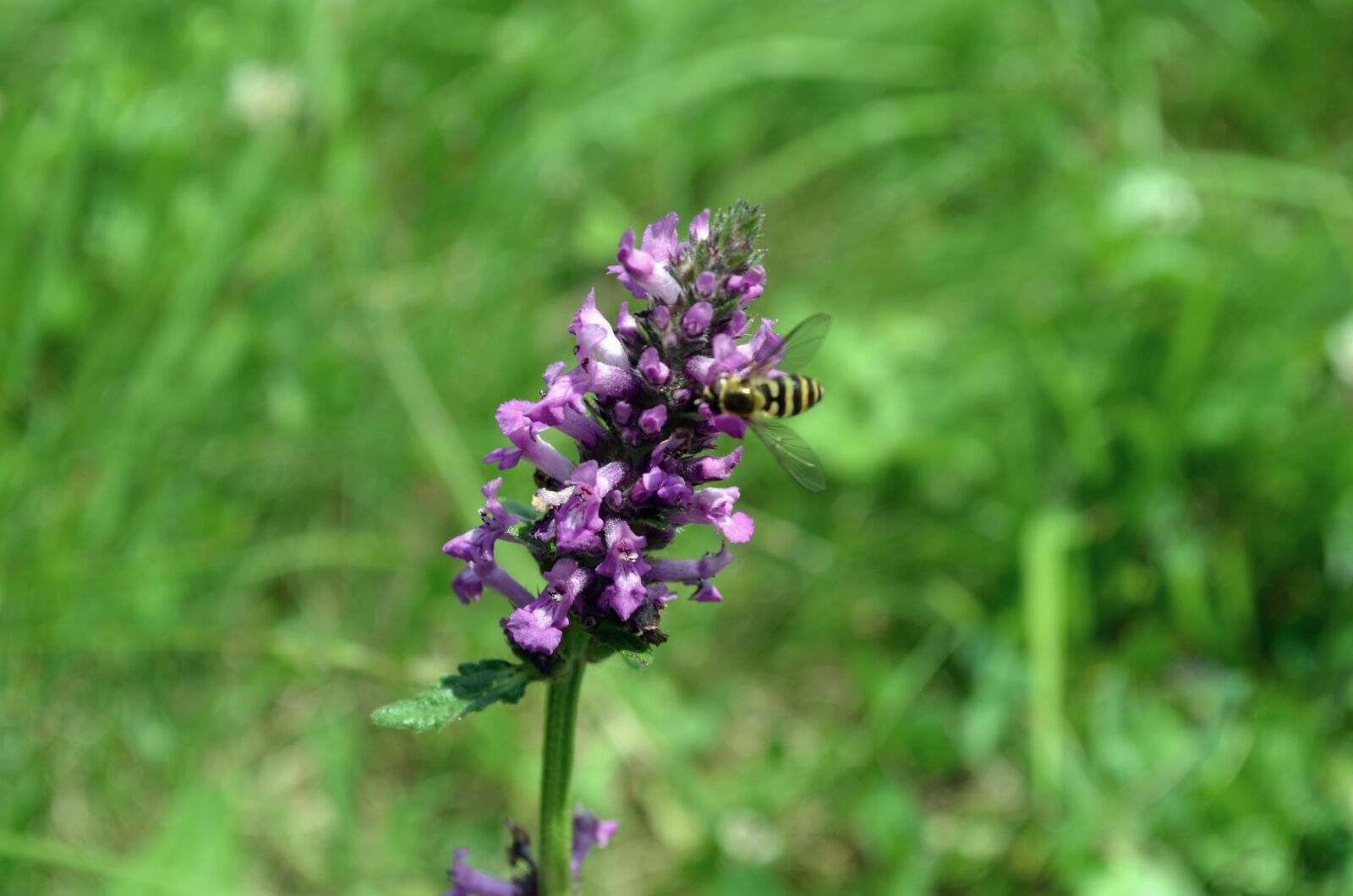 Nikon D5100 sample photo. Flower, bee, insect photography