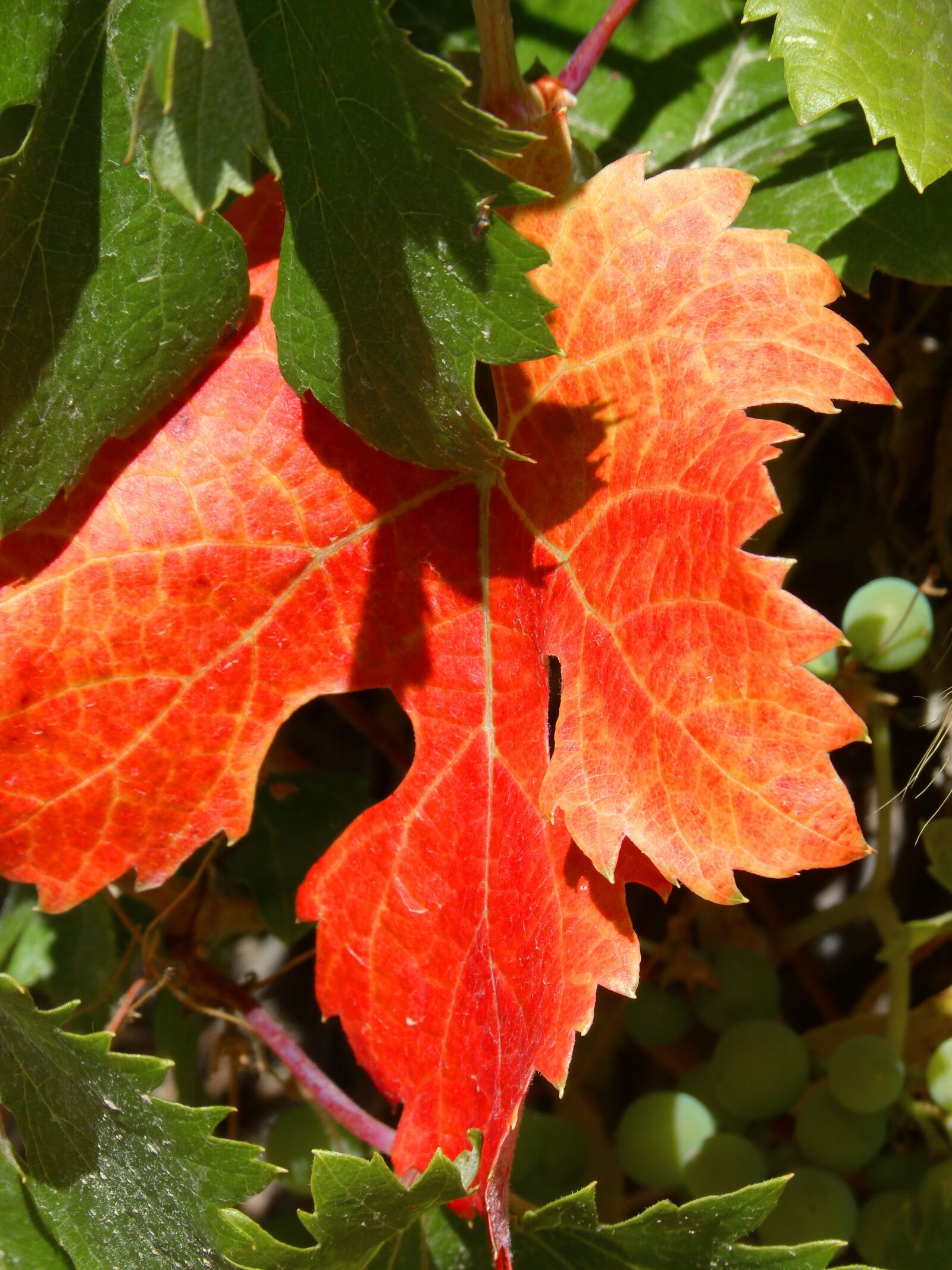 Panasonic DMC-FZ62 sample photo. Vine, leaf, red leaf photography