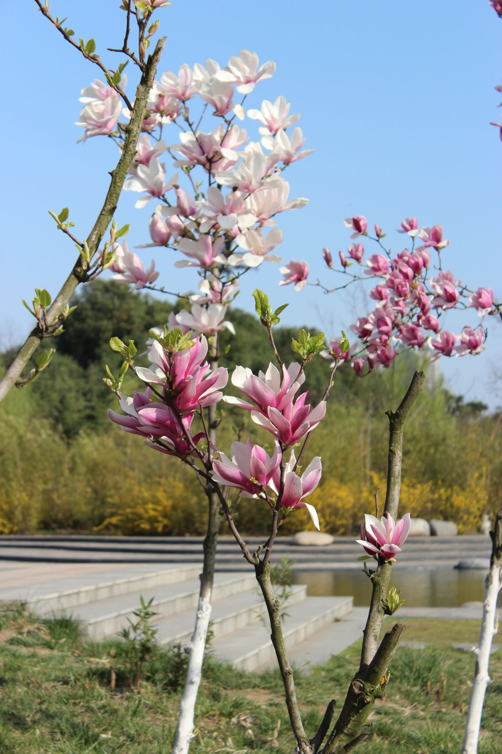 Canon EOS 600D (Rebel EOS T3i / EOS Kiss X5) sample photo. Blue sky, flower, tree photography