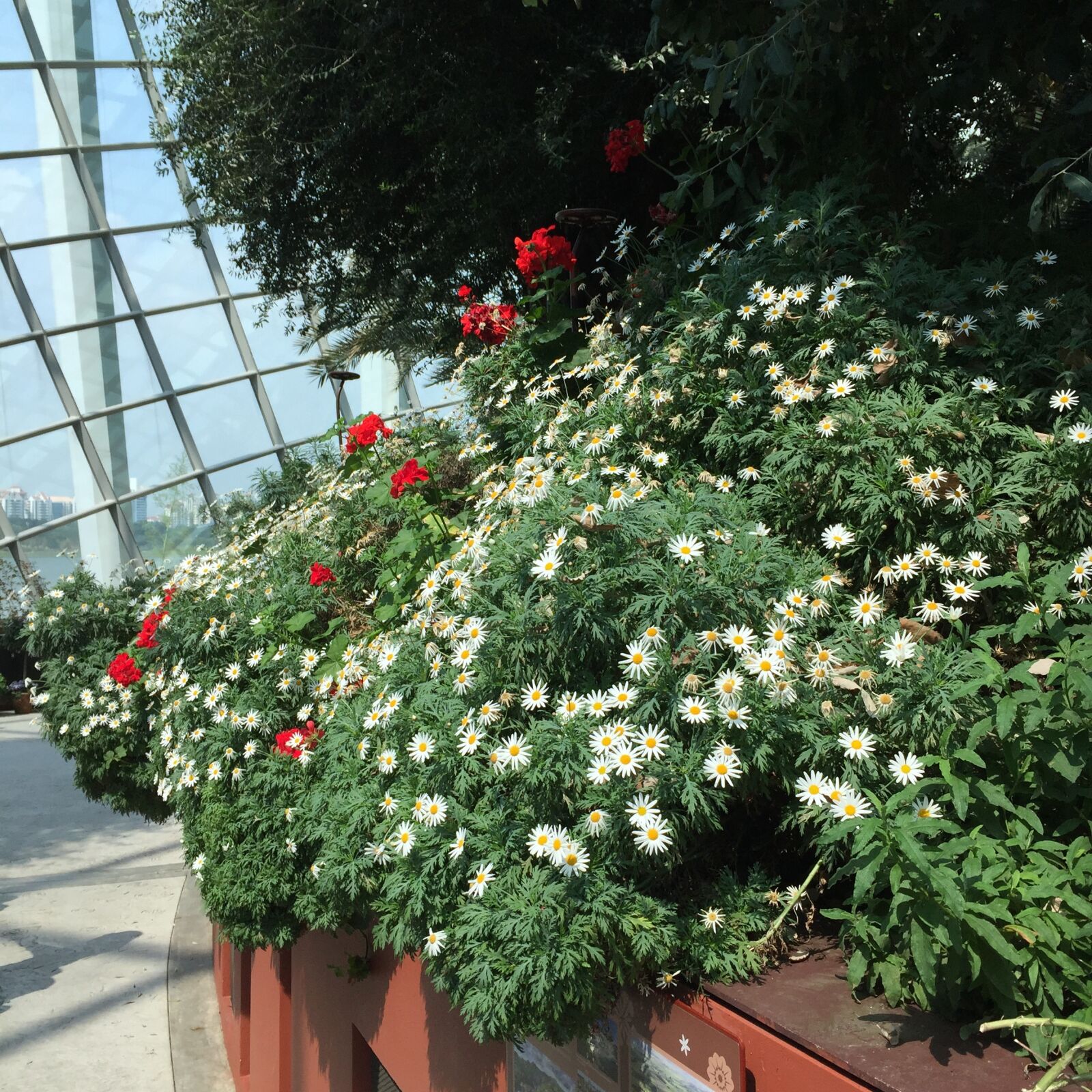 Apple iPhone 6 sample photo. Singapore, garden, flower photography