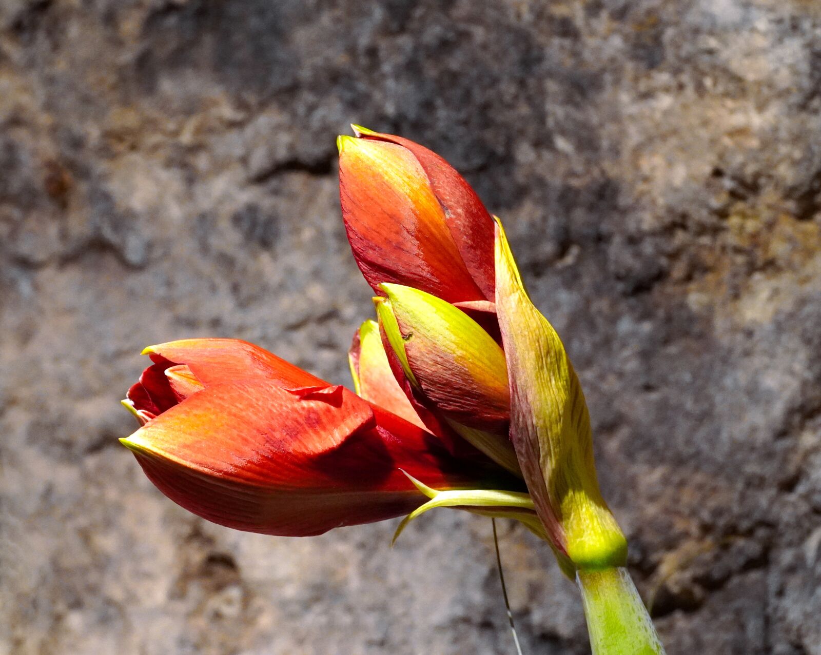 Sony E PZ 18-105mm F4 G OSS sample photo. Amaryllis, blossom, bloom photography