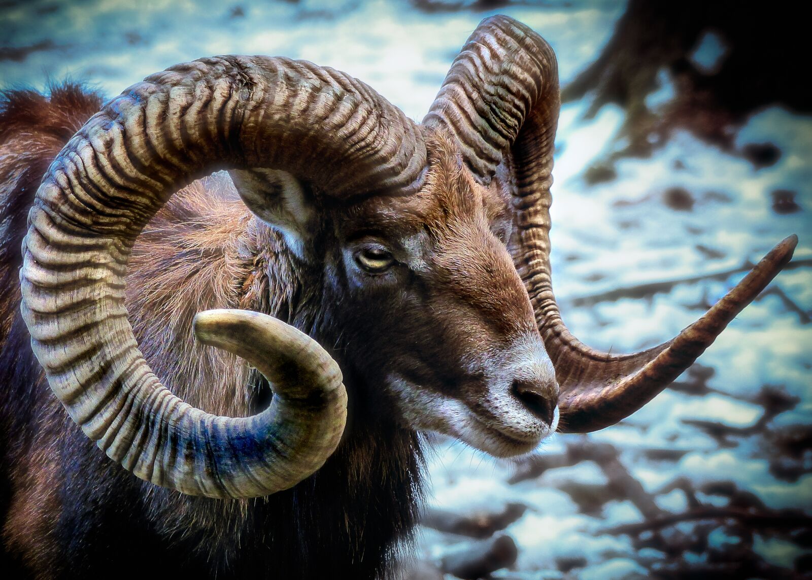 Panasonic Lumix DMC-FZ200 sample photo. Mammal, mouflon, sheep photography