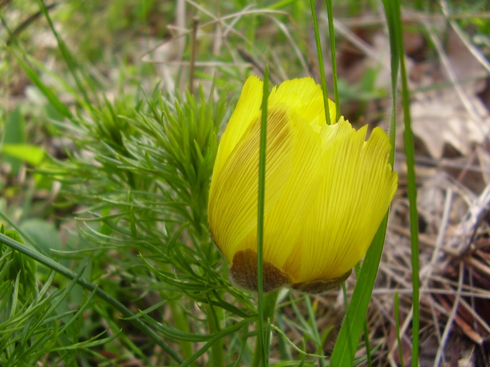 Olympus X450,D535Z,C370Z sample photo. Flower, yellow, petal photography