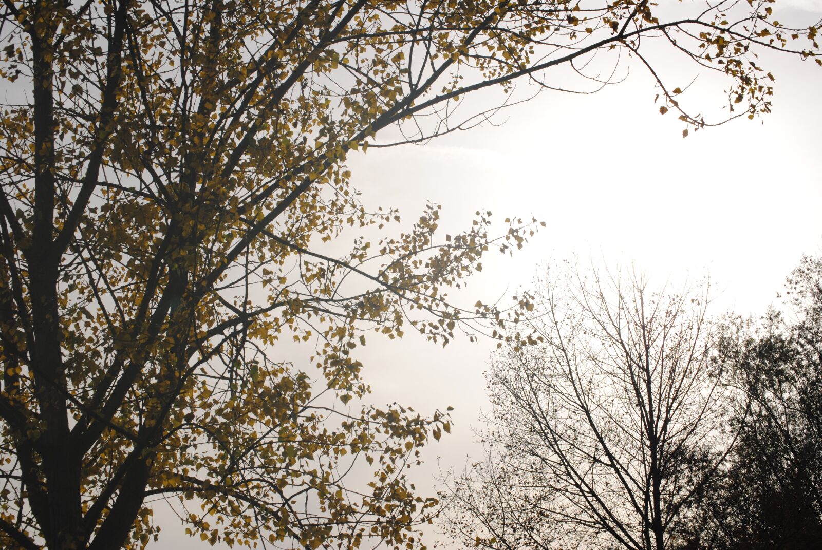 Nikon D3000 sample photo. Fog, colourless, tree photography