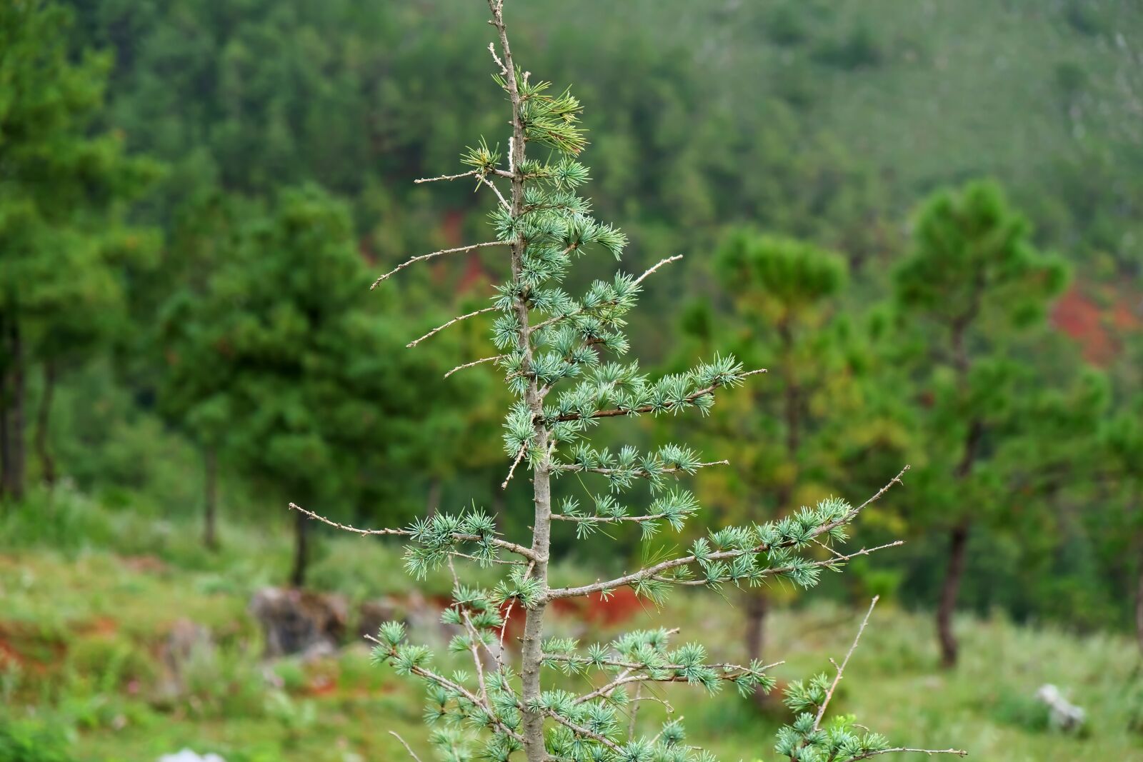 Fujifilm X-T20 sample photo. Pine tree, green, forest photography