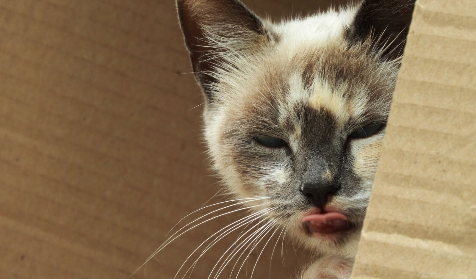 Nikon Coolpix B700 sample photo. Animalia, nice, cat photography