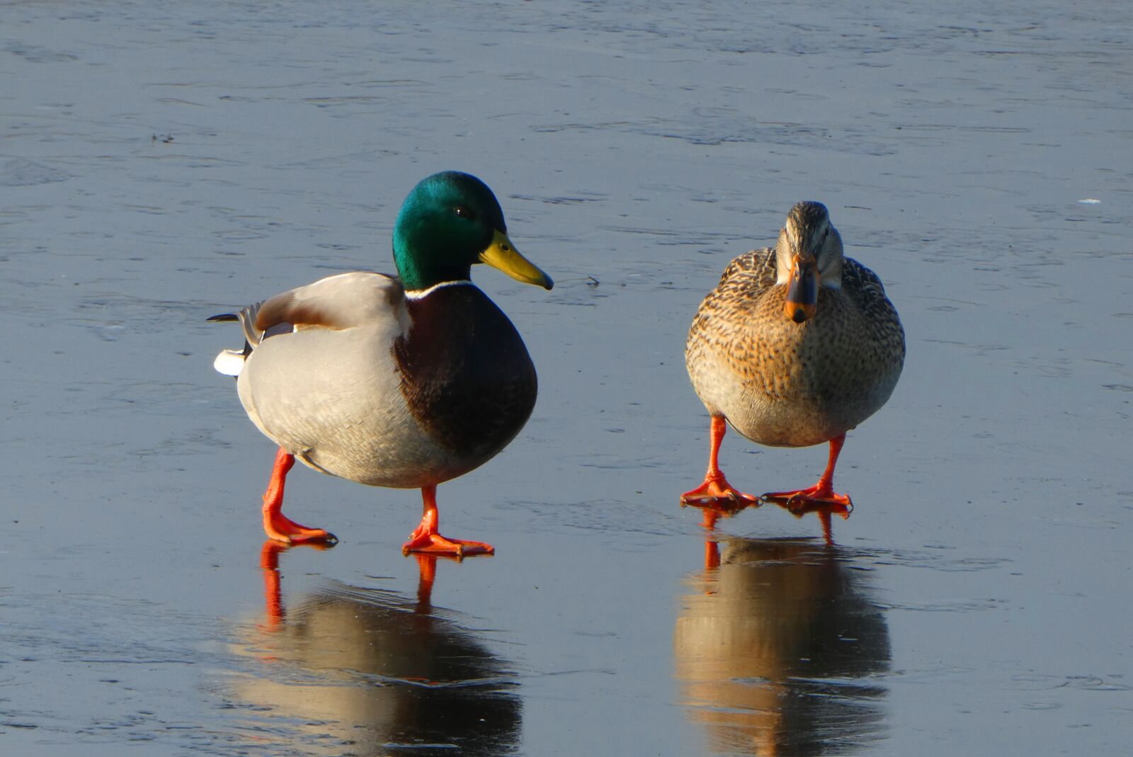 Panasonic Lumix DC-ZS70 (Lumix DC-TZ90) sample photo. Ducks, pair, male and photography