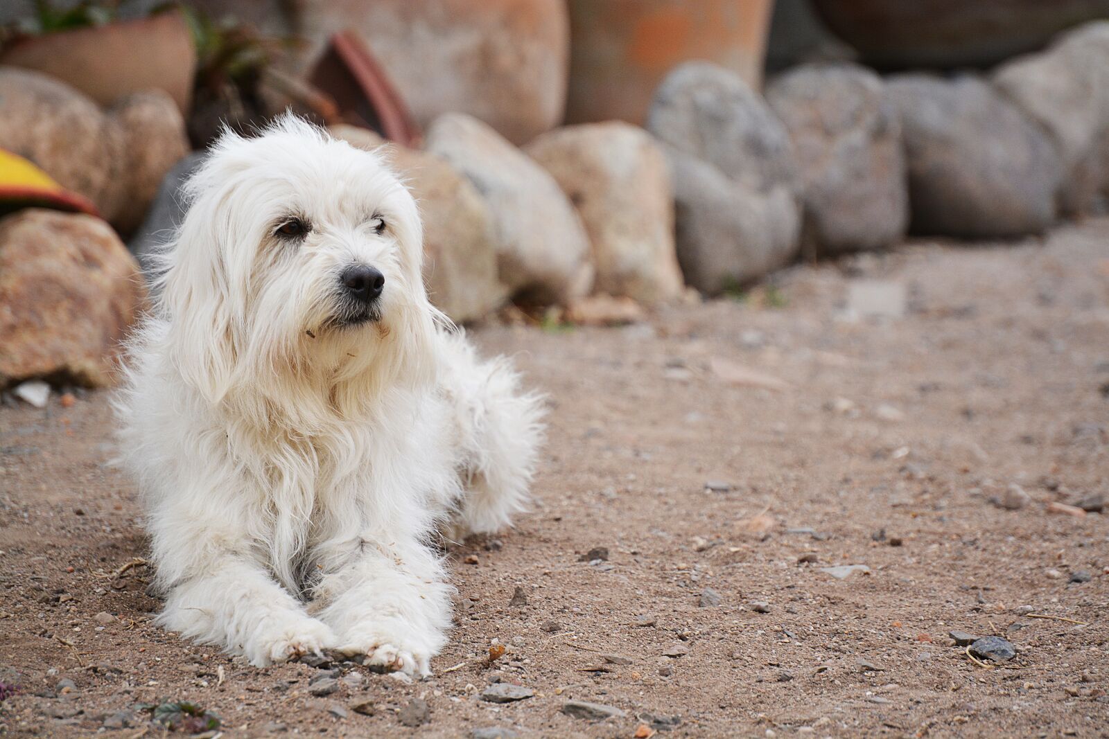 Nikon D5200 sample photo. Dog, animal, pet photography