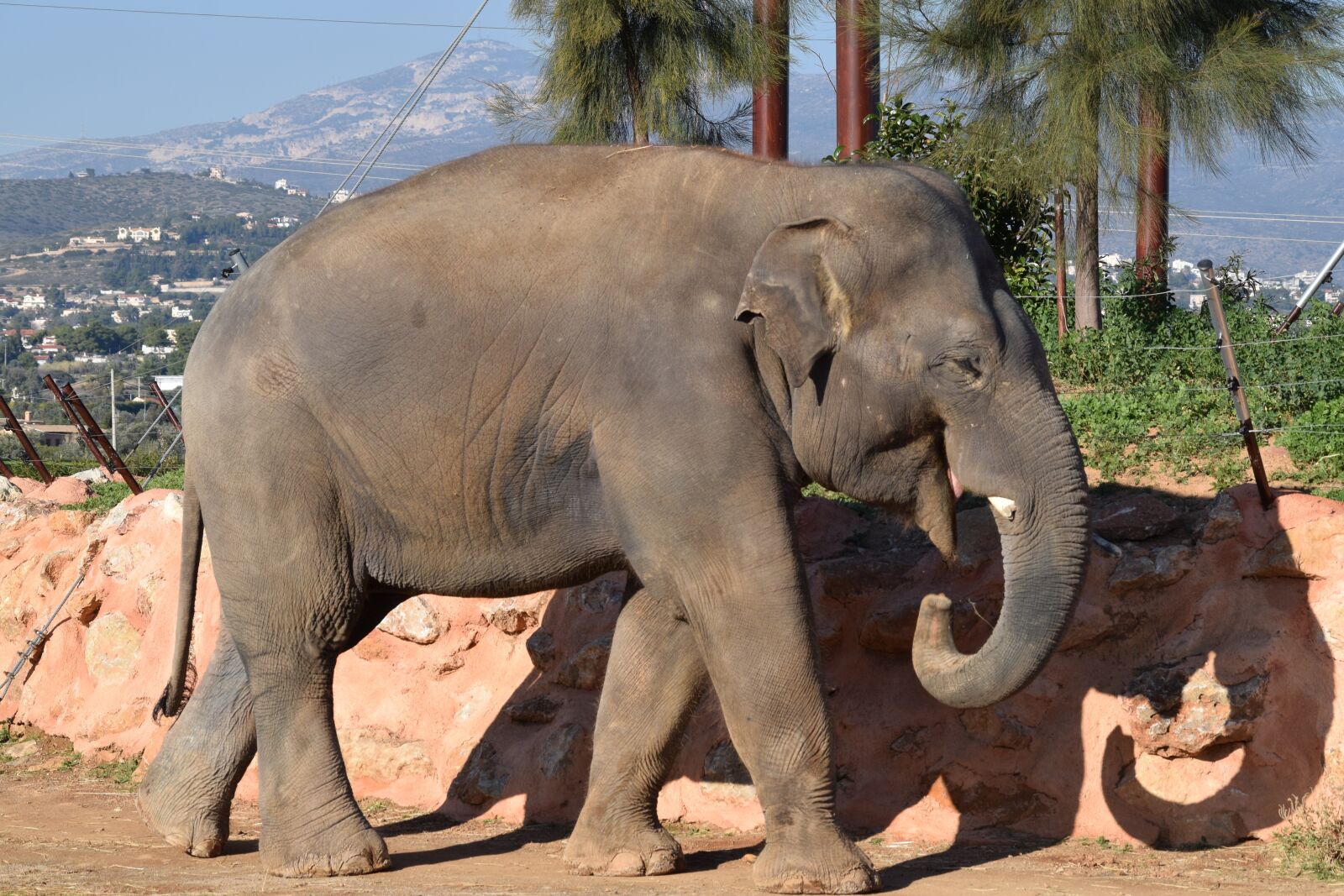 Nikon D3300 sample photo. Elephant, athena photography