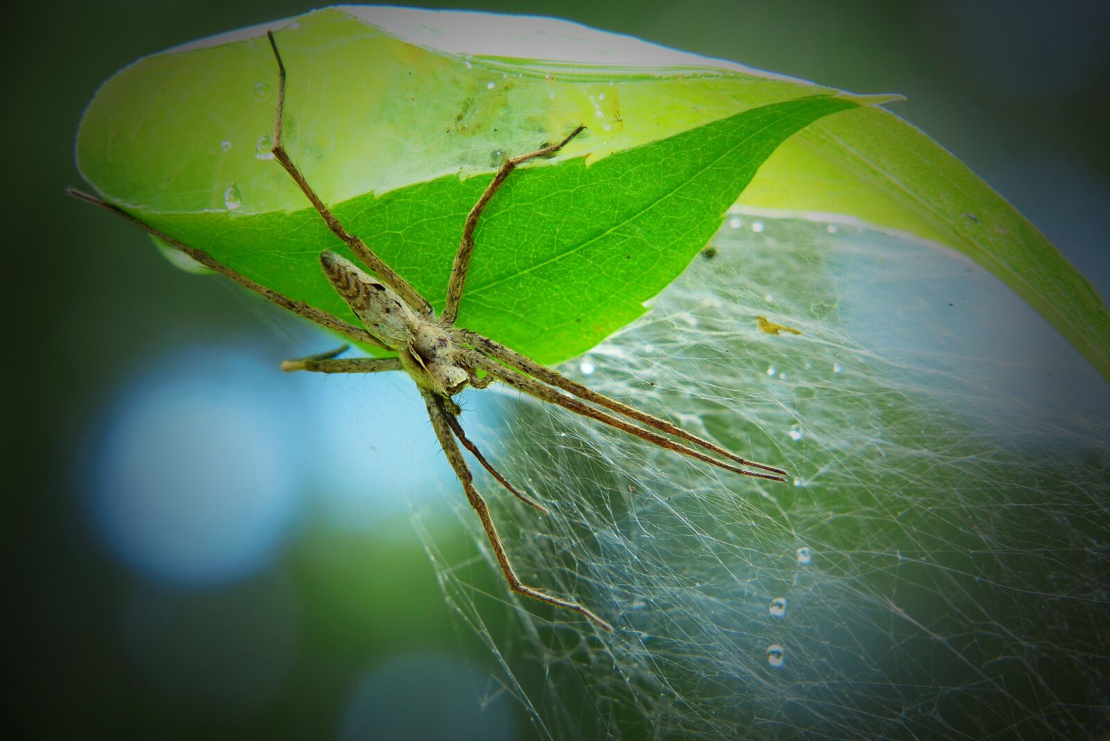 Panasonic Lumix DMC-FZ200 sample photo. Darownik wonderful, arachnid, female photography