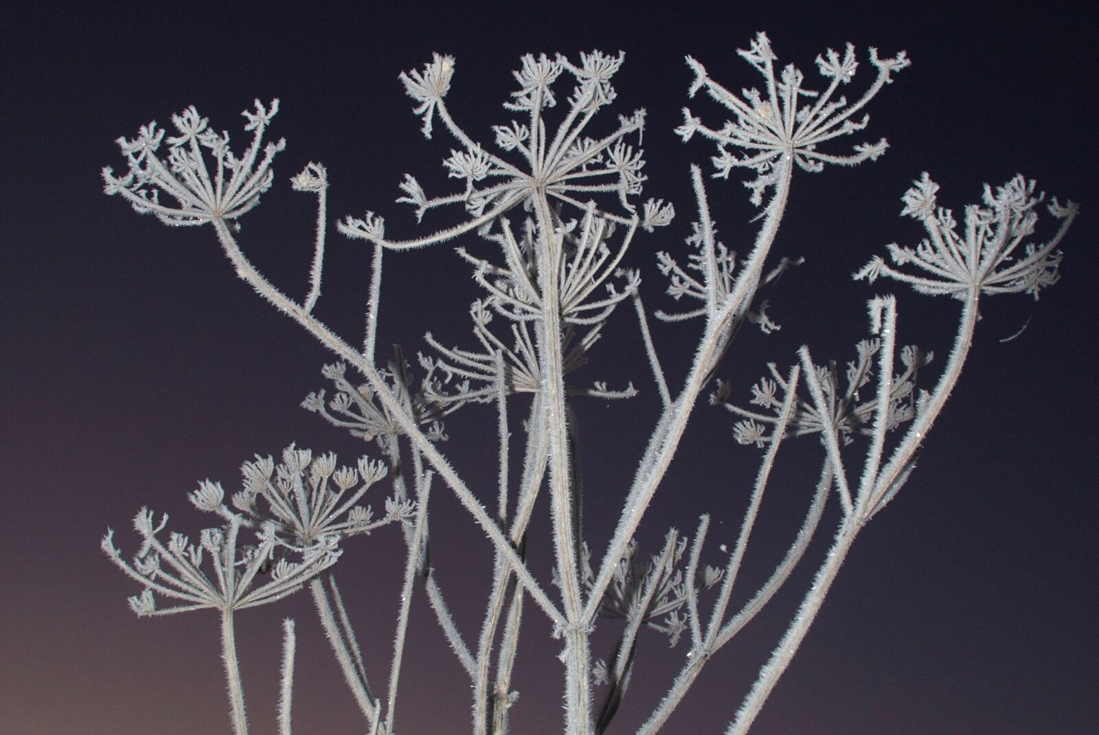 Sony Alpha DSLR-A200 sample photo. Plant, winter, season photography