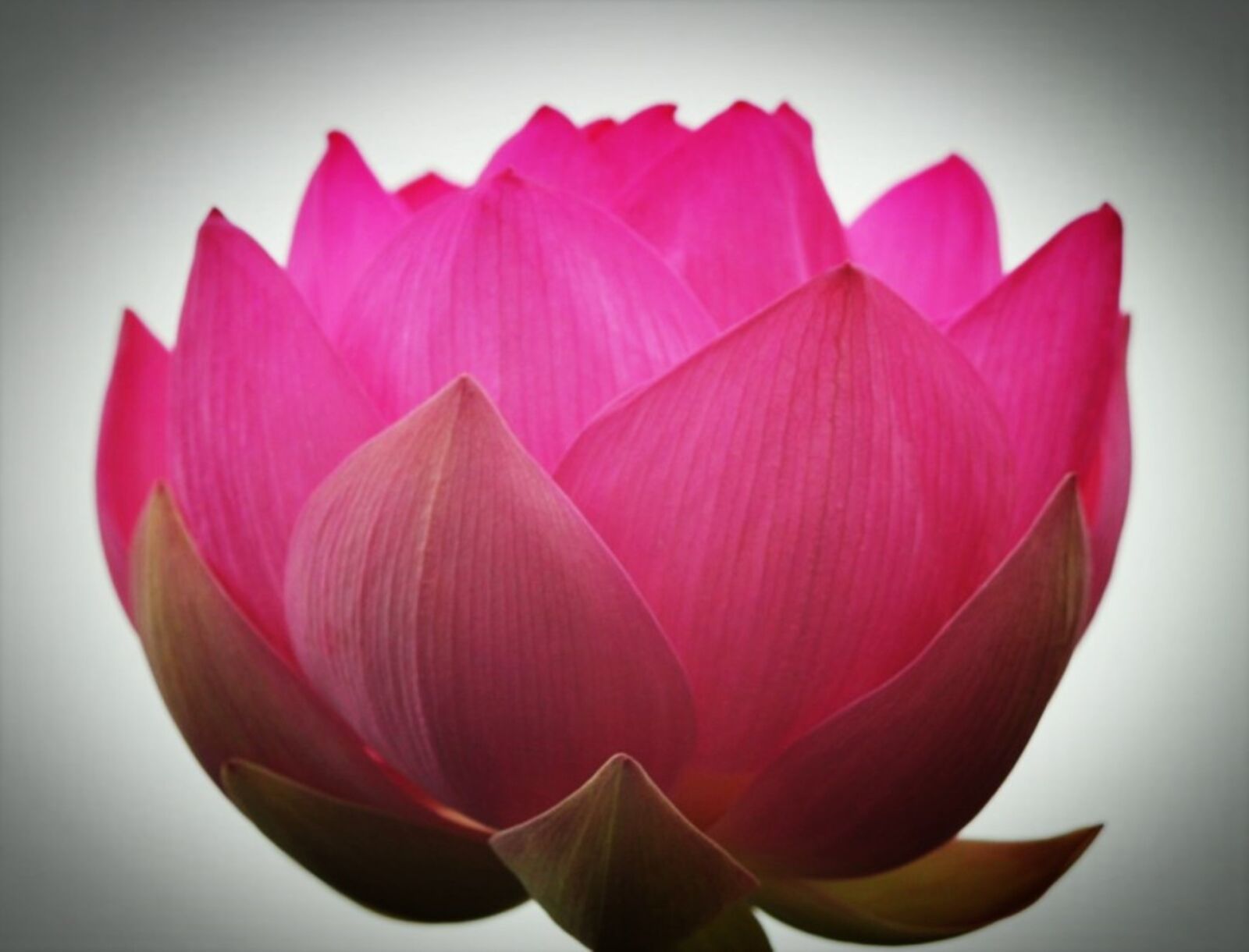 Canon EOS 60D sample photo. Lotus, pink, nature photography
