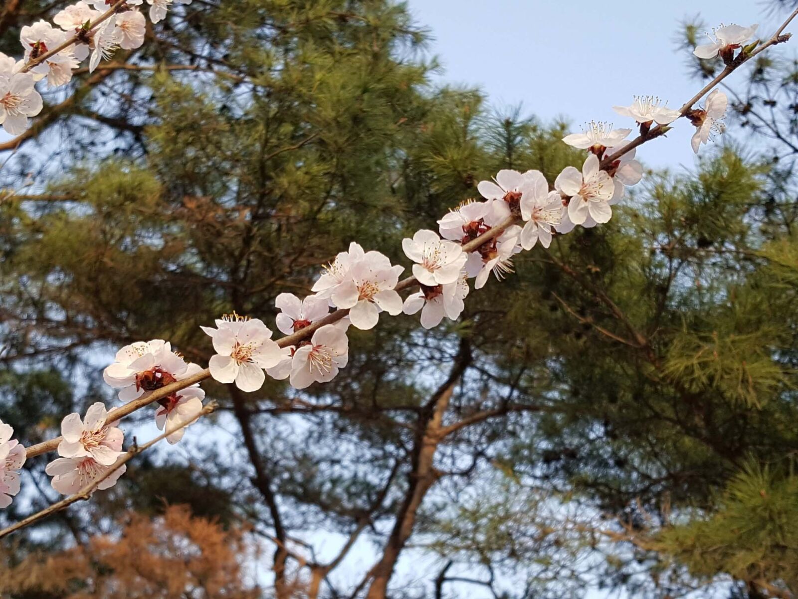 Samsung Galaxy Note5 sample photo. Cherry blossom, cherry tree photography