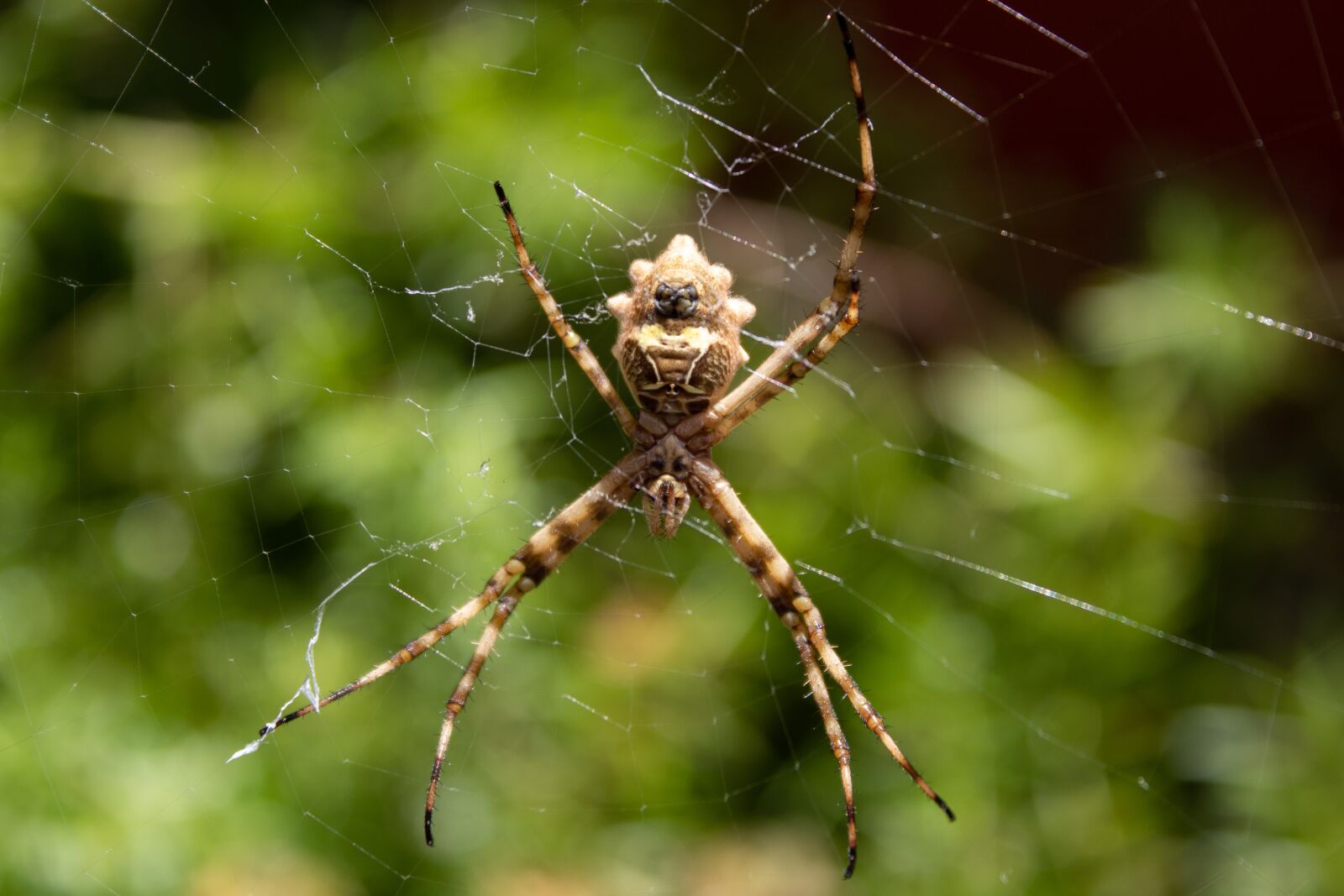 Canon EOS 1300D (EOS Rebel T6 / EOS Kiss X80) sample photo. Spider, nature, insect photography