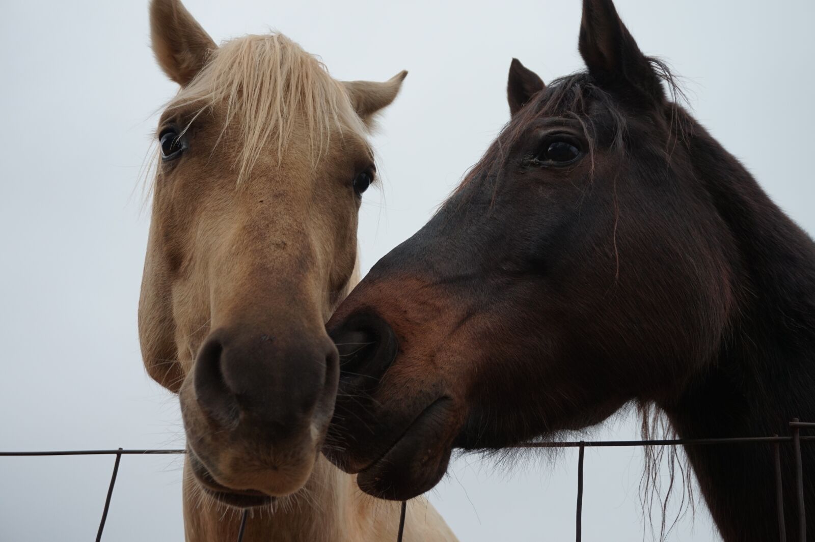 Sony Alpha a5000 (ILCE 5000) sample photo. Horses, fence, farm photography