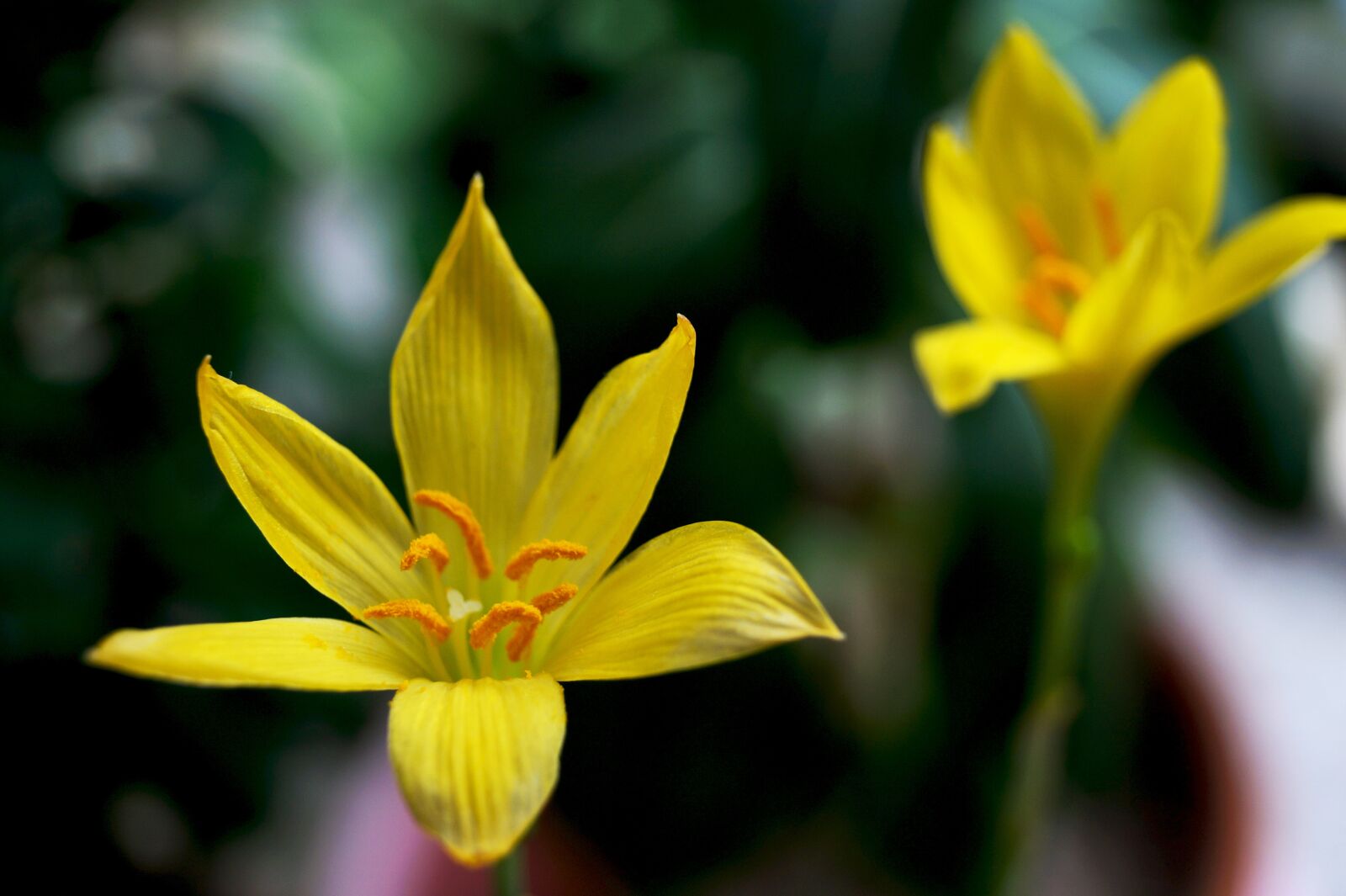 Sony DT 18-55mm F3.5-5.6 SAM II sample photo. Lily, yellow, blossom photography