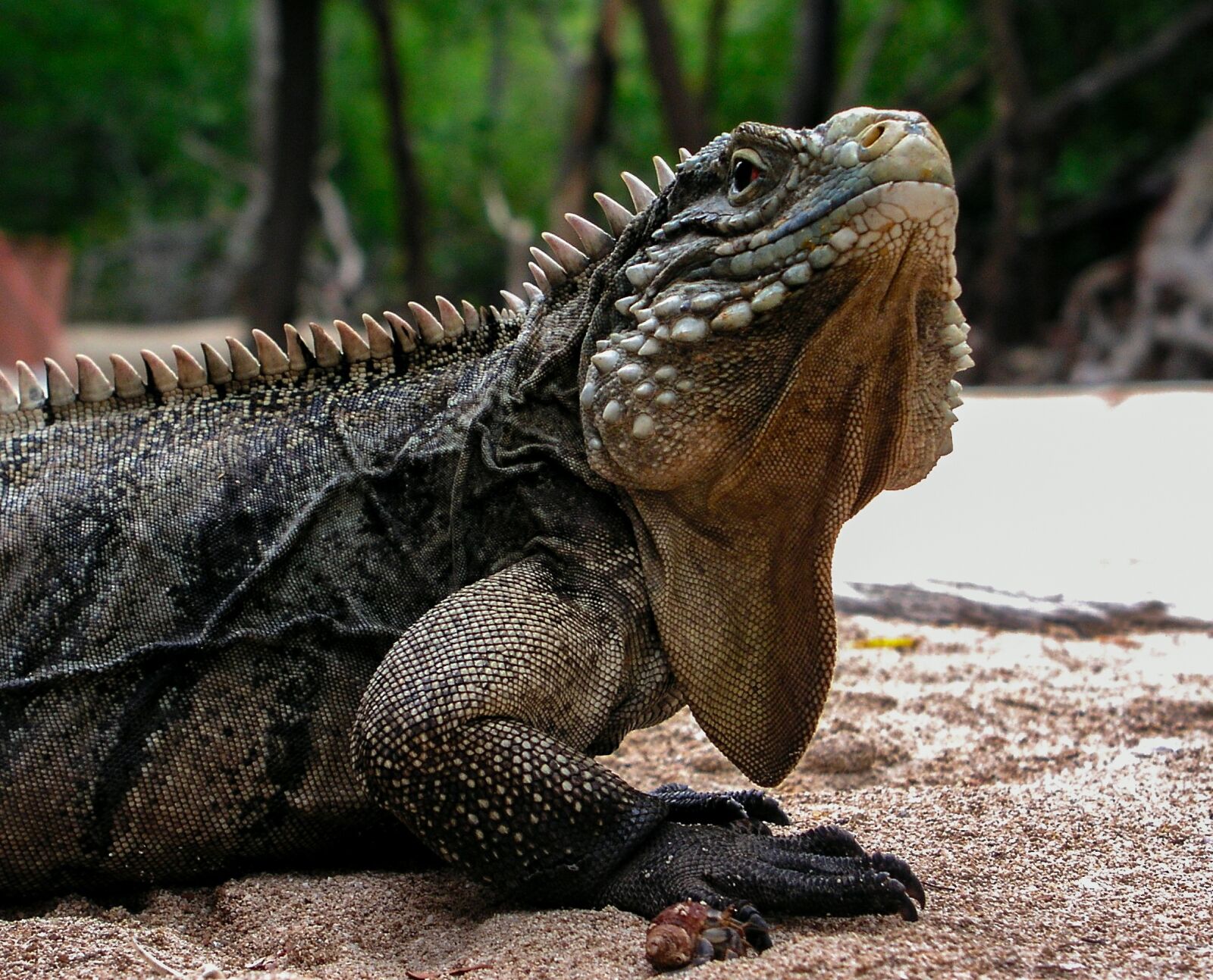 Olympus C5050Z sample photo. Iguana, cuba, travel photography