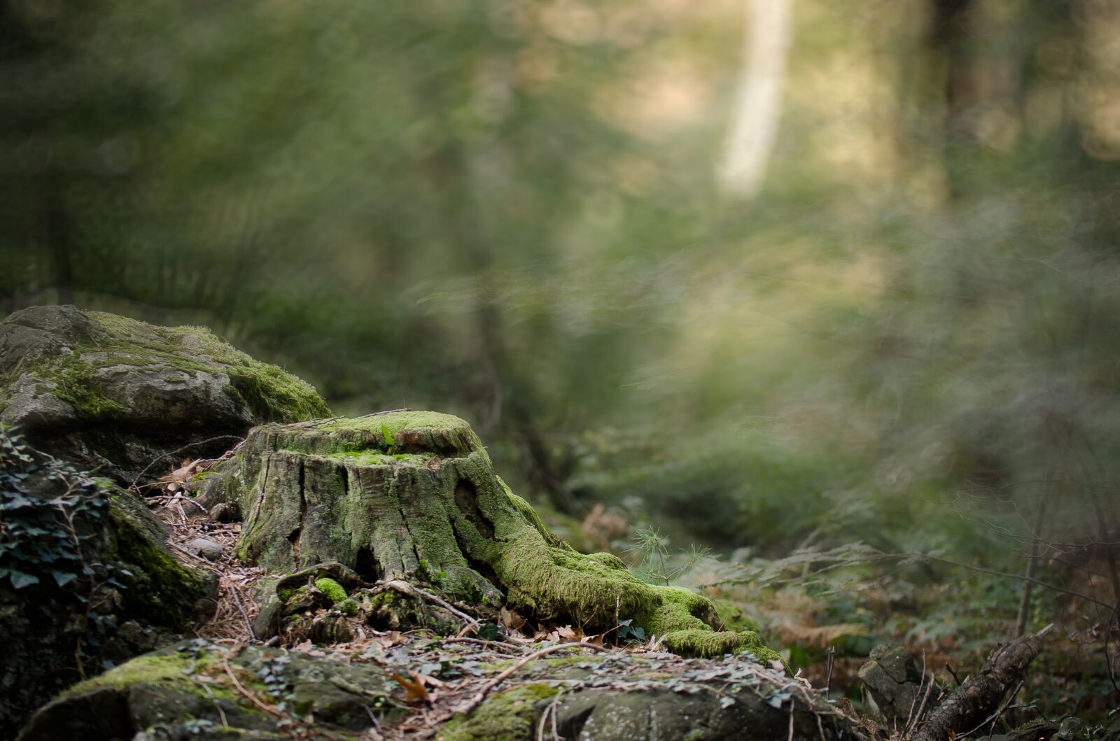 Nikon D7000 sample photo. Magical forest, light, trees photography