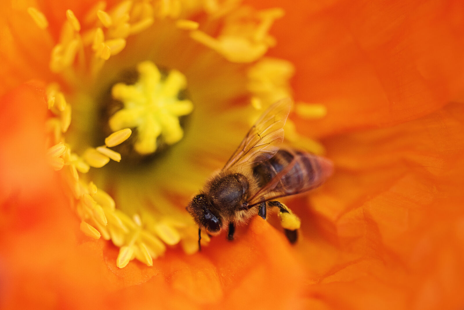 Nikon D810 + Nikon AF-S Micro-Nikkor 105mm F2.8G IF-ED VR sample photo. Beautiful, flowers, bee, bloom photography