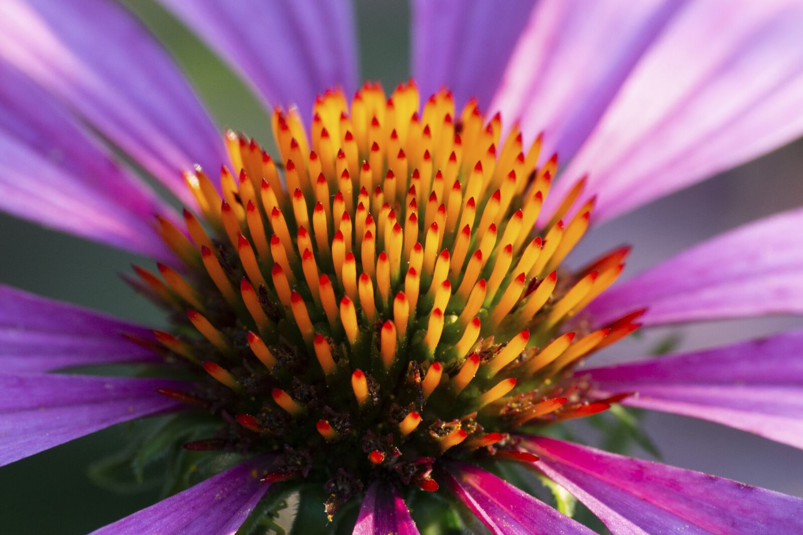 Nikon D610 sample photo. Plant, flower, violet photography